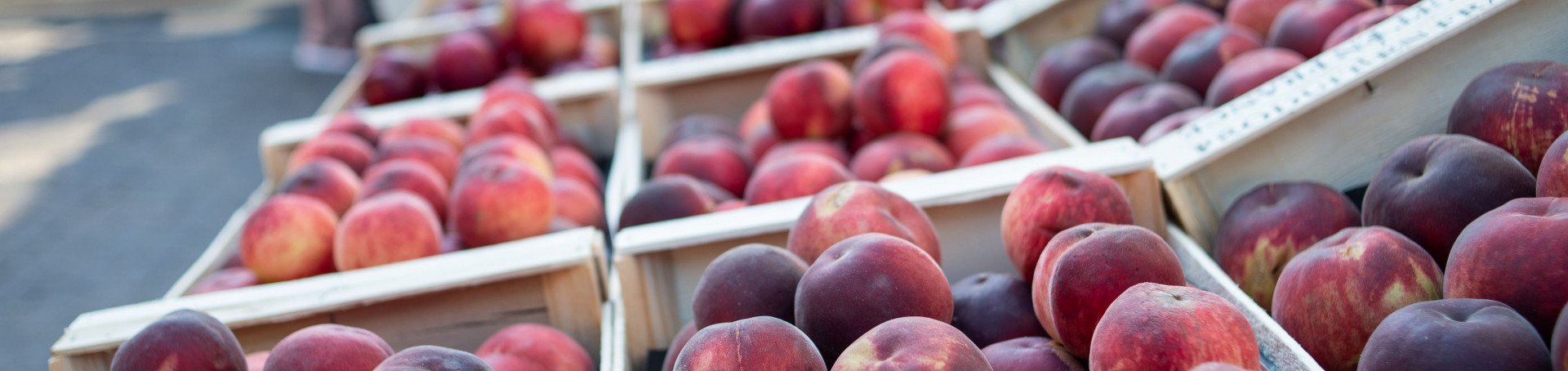 Marchés et terroir dans l'Archipel de Thau