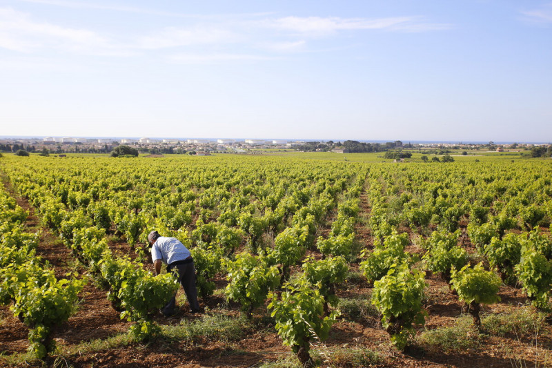 Frontignan, Mireval et Vic-la-Gardiole ↗