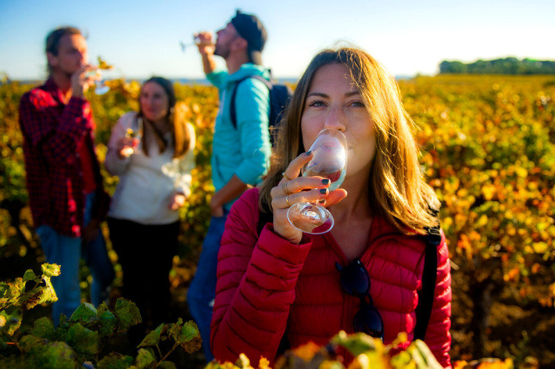 A vineyard on the same level as the Mediterranean