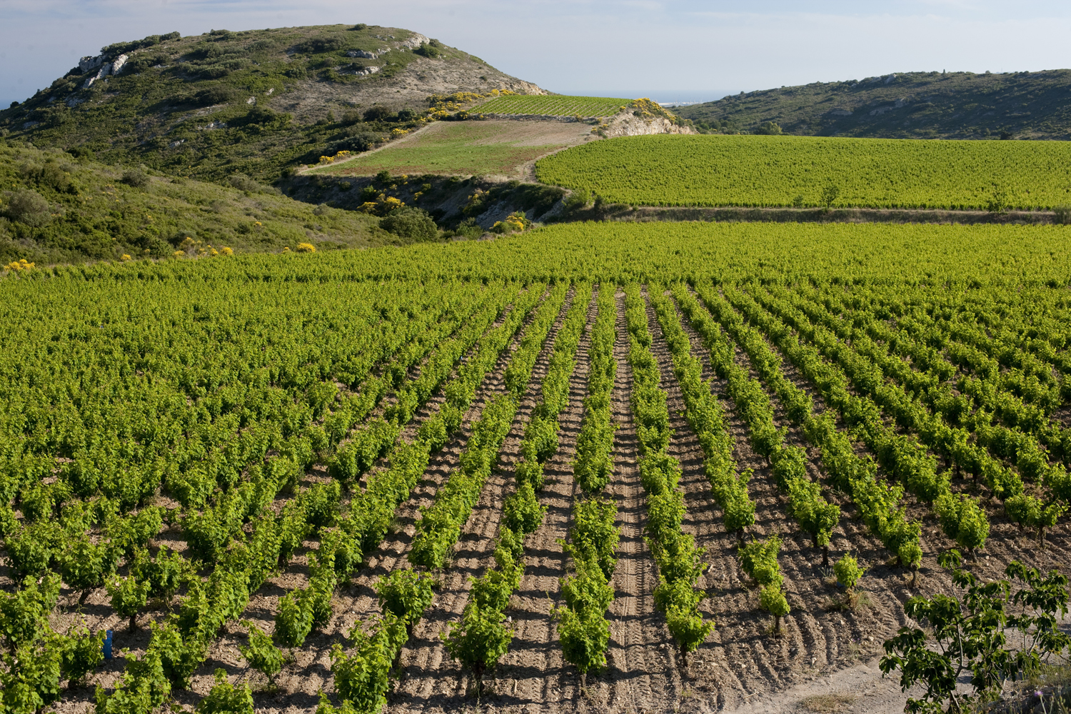 CAVE COOPERATIVE FRONTIGNAN (6)