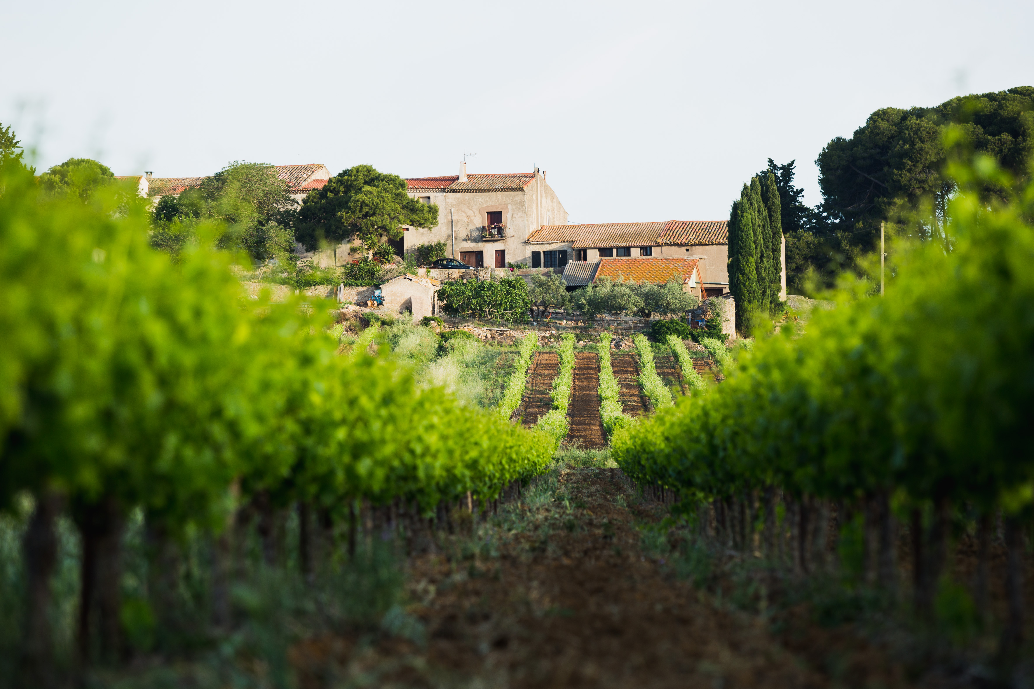 DOMAINE D'HONDRAT VILLEVEYRAC VIGROUX ROMAIN (1)