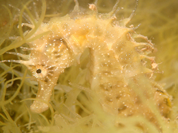 Hippocampe lagune de Thau