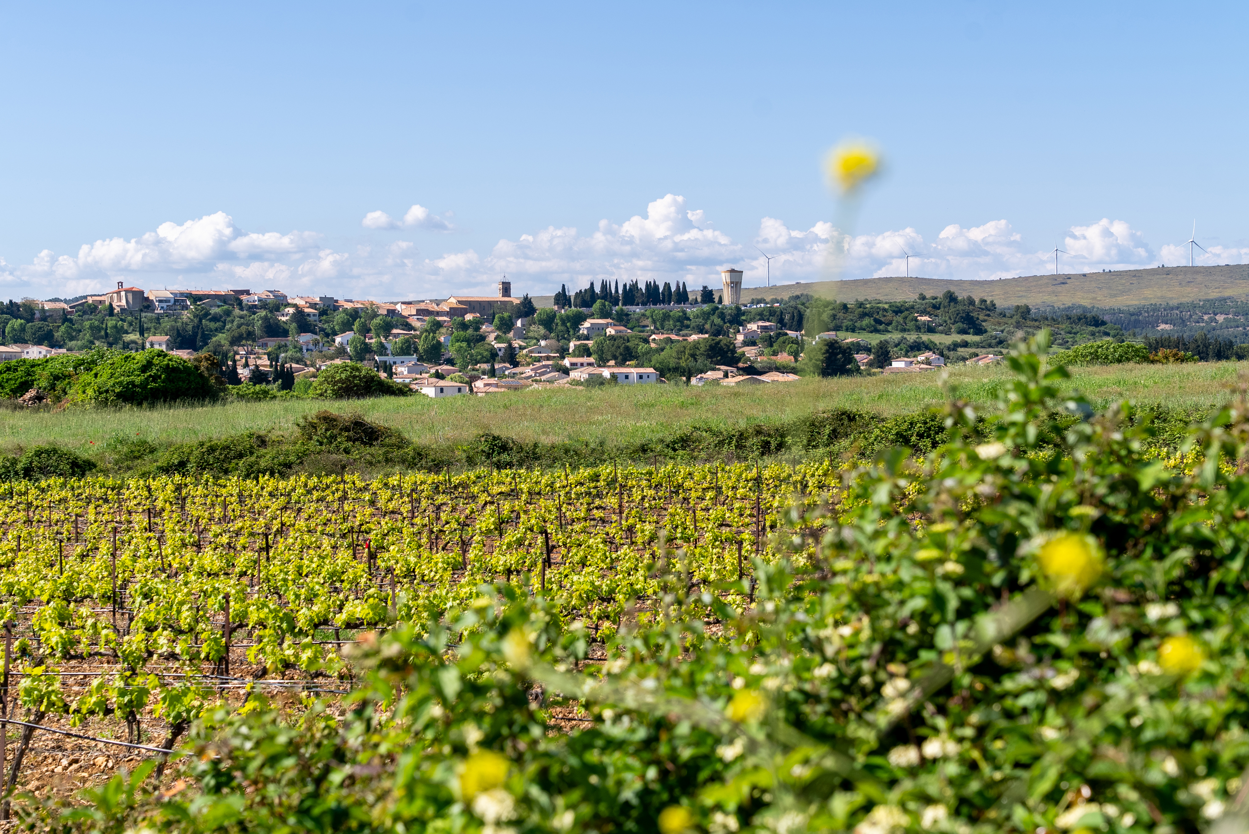 LA PLAINE DE VILLEVEYRAC-MONTAGNAC