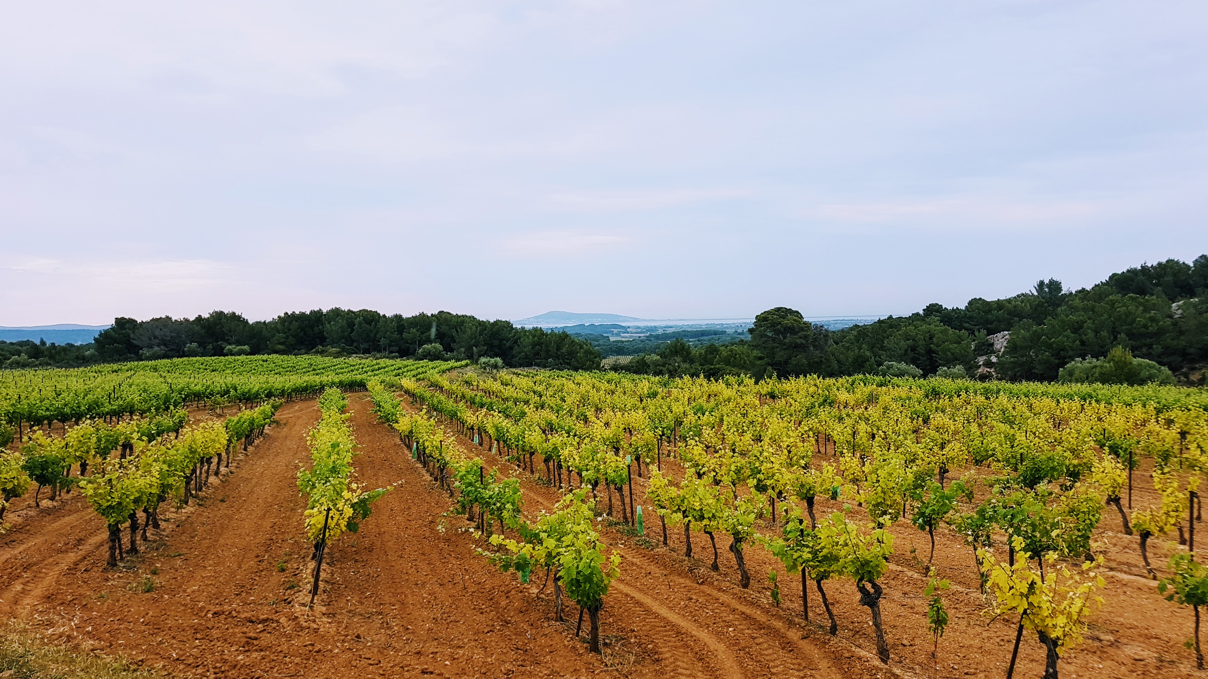 boucle-26-060-entre-abbaye-de-valmagne-et-bessilles©MountNpass