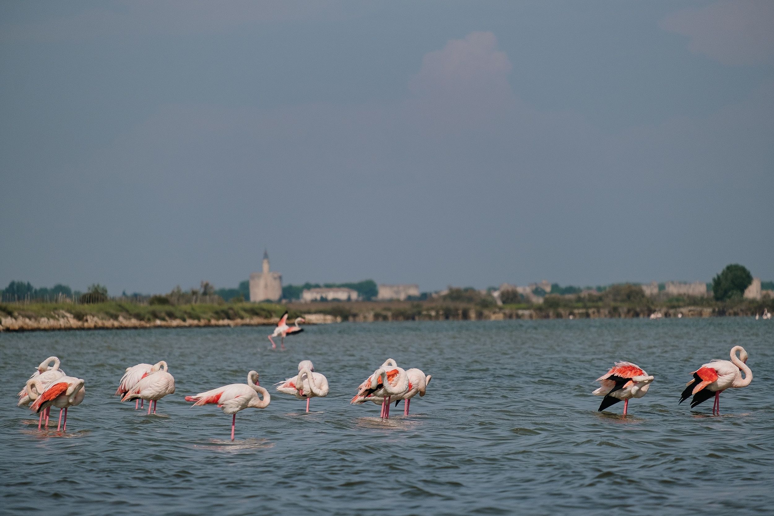 camargue-autrement-safari-et-excursions-velos-en-camargue-04-113623