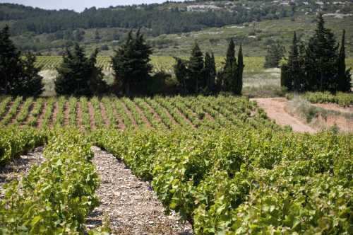 Vignes_torsades_sentier