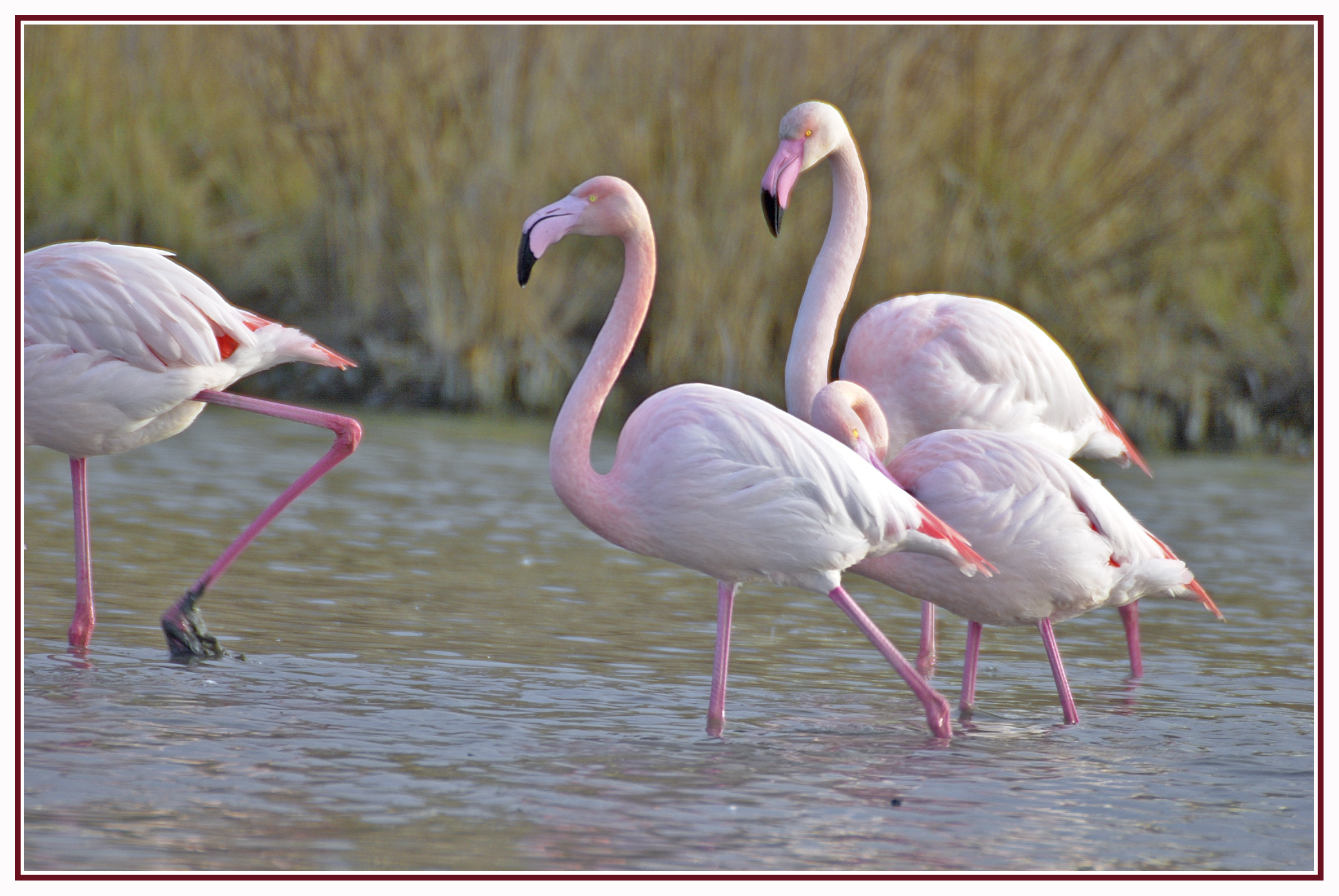 Flamants Roses