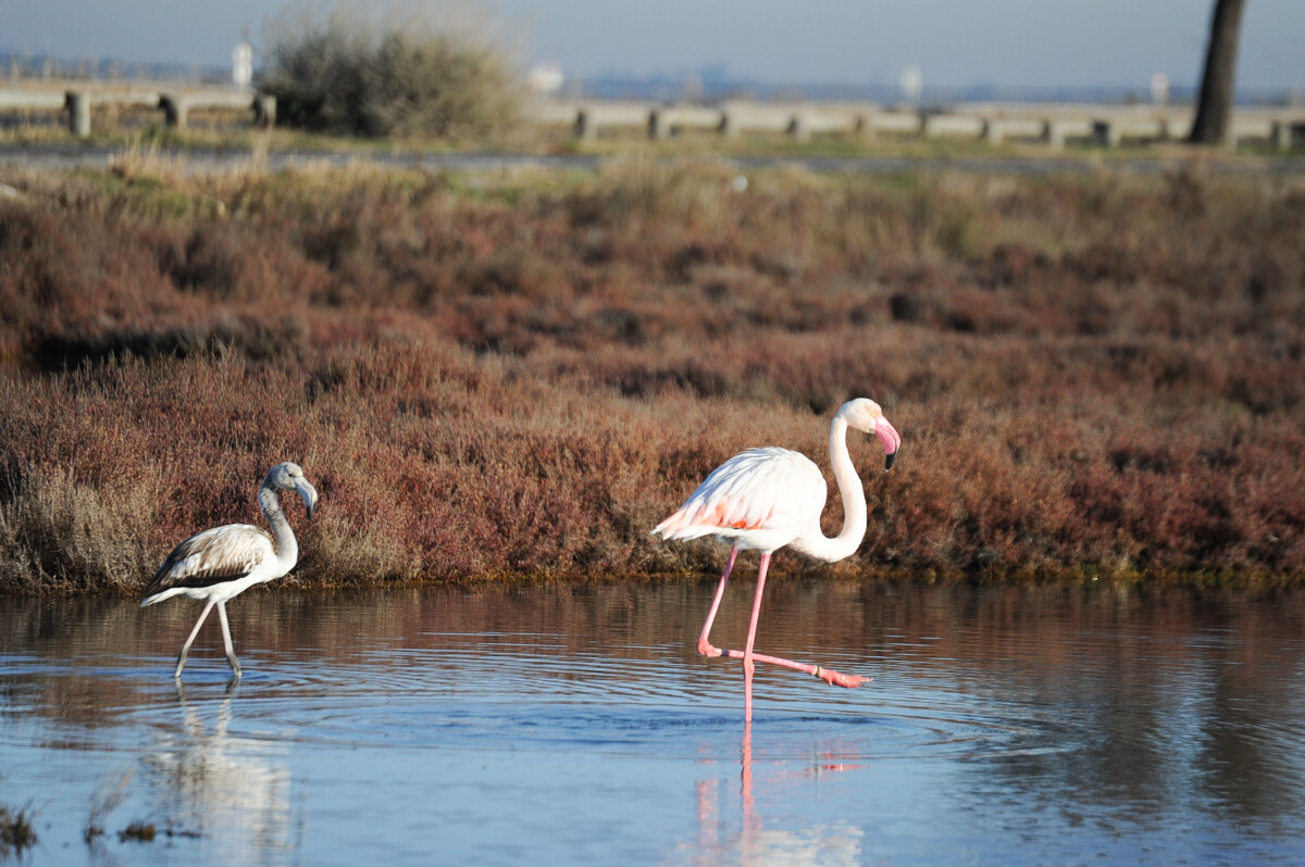 flamants-roses-m-ricard-ot-thau-21629-1200px-94015