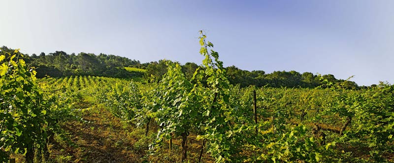 Mas Daumas Gassac - Domaine viticole