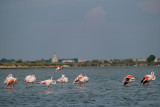 camargue-autrement-safari-et-excursions-velos-en-camargue-04-113623