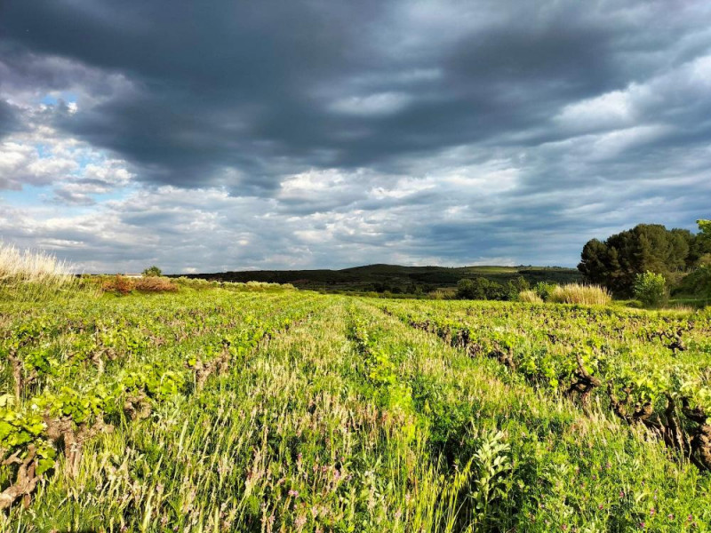 DOMAINE LES 3 MAZETS FONTA LUC (5) - © FONTA LUC DOMAINE LES 3 MAZETS FONTA LUC (5)