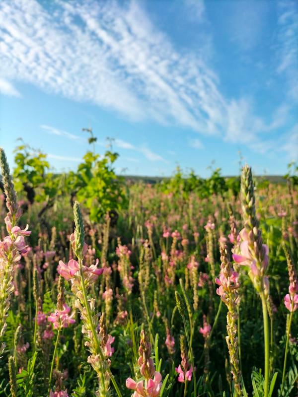 DOMAINE LES 3 MAZETS FONTA LUC (6) - © FONTA LUC DOMAINE LES 3 MAZETS FONTA LUC (6)