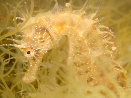 Hippocampe lagune de Thau