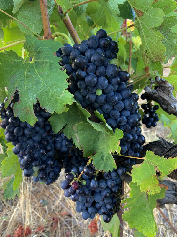 DOMAINE LES 3 MAZETS - LES RAISINS AVANT D'ÊTRE RÉCOLTÉS AUX VENDANGES - © FONTA LUC DOMAINE LES 3 MAZETS - LES RAISINS AVANT D'ÊTRE RÉCOLTÉS AUX VENDANGES