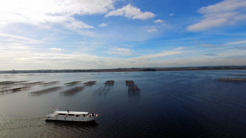 Les Bateaux Agathois au Grau d'Agde - l'étang de Thau , les parcs à huîtres - © Les Bateaux Agathois Les Bateaux Agathois au Grau d'Agde - l'étang de Thau , les parcs à huîtres