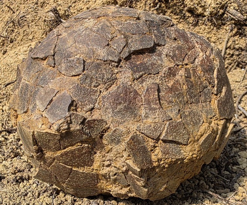 Oeuf de dinosaure Mèze