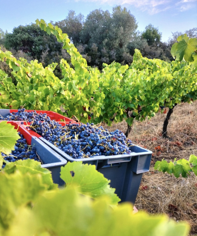 DOMAINE LES 3 MAZETS - VENDANGES - © FONTA LUC DOMAINE LES 3 MAZETS - VENDANGES