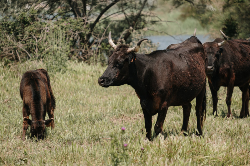 camargue-autrement-safari-et-excursions-velos-en-camargue-03-113621