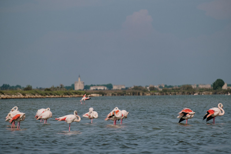 camargue-autrement-safari-et-excursions-velos-en-camargue-04-113623