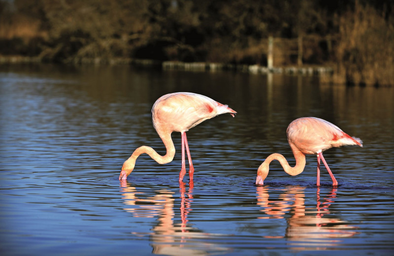 camargue-autrement-safari-et-excursions-velos-en-camargue-05-113624