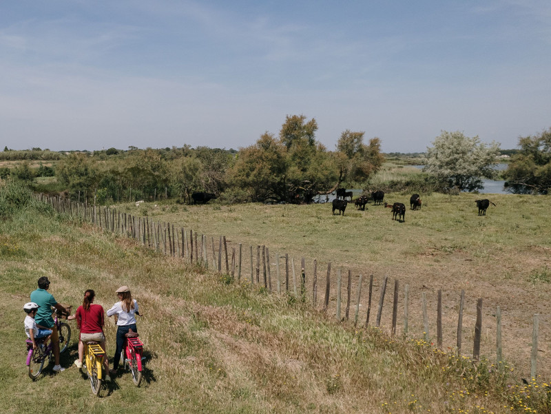 camargue-autrement-safari-et-excursions-velos-en-camargue-113622