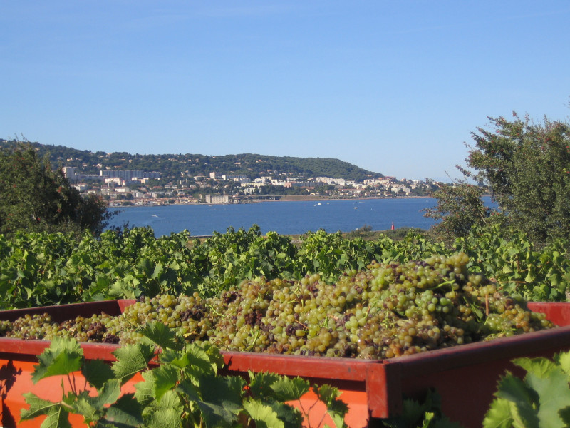 Chateau-la-peyrade-vendanges