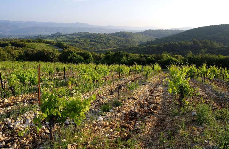 Mas Daumas Gassac - Domaine viticole