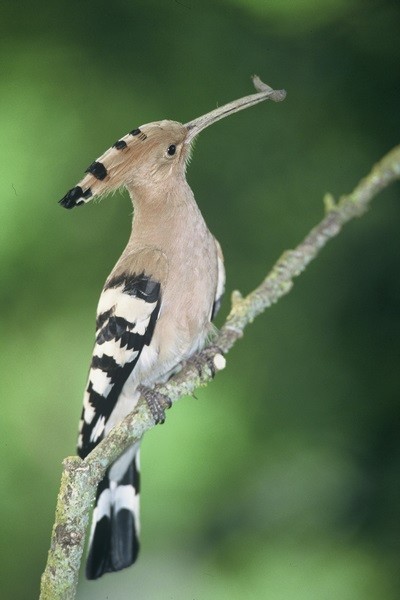 Oiseaux Camargue