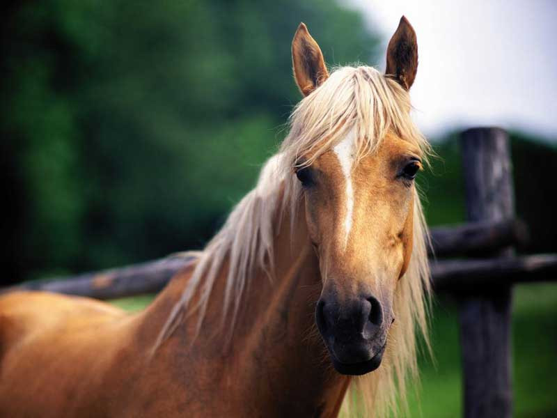 photo-cheval6