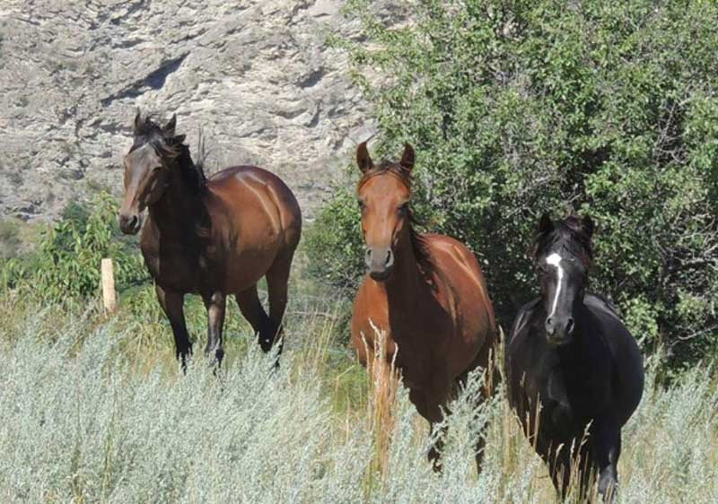 poney-club-la-gardiole