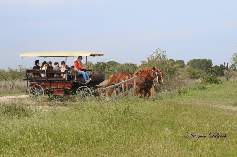 Safari en calèche