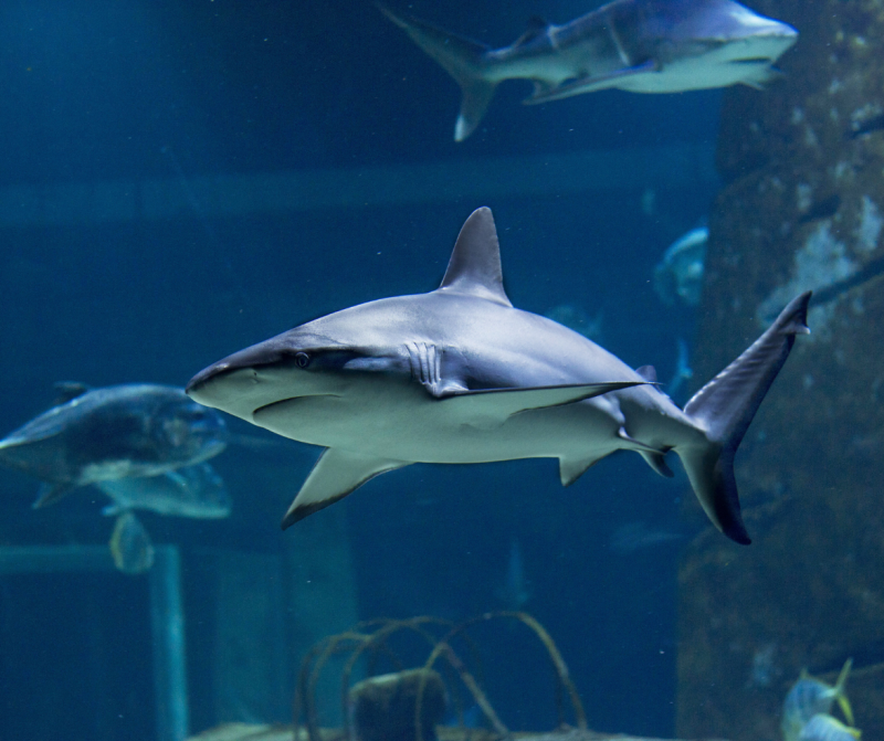 seaquarium-1-351558