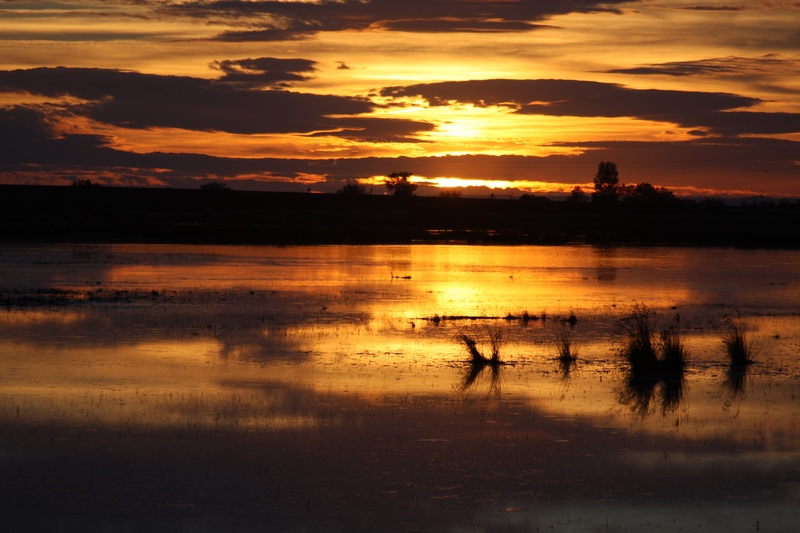 Paysage de Camargue