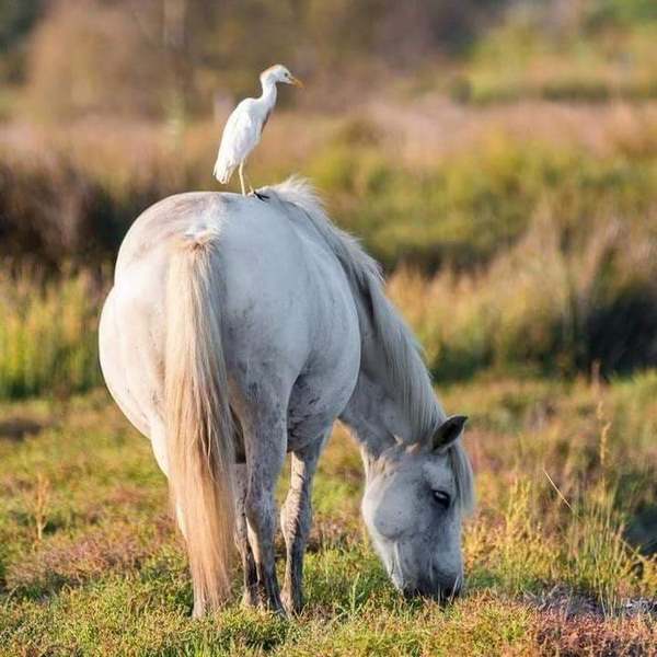 Paysage de Camargue