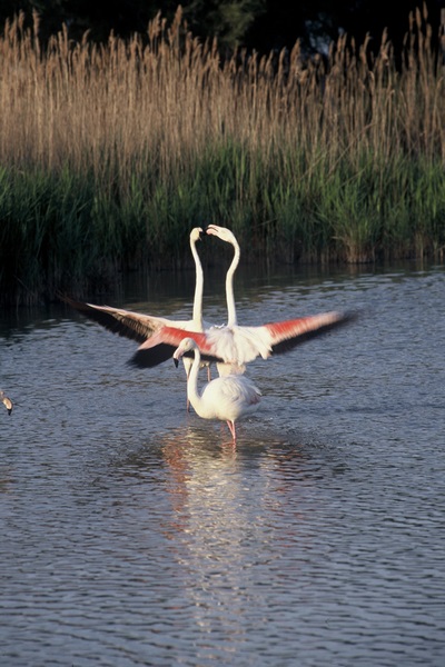 Paysage de Camargue