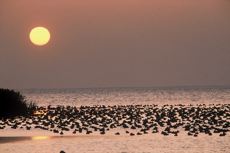 Paysage de Camargue