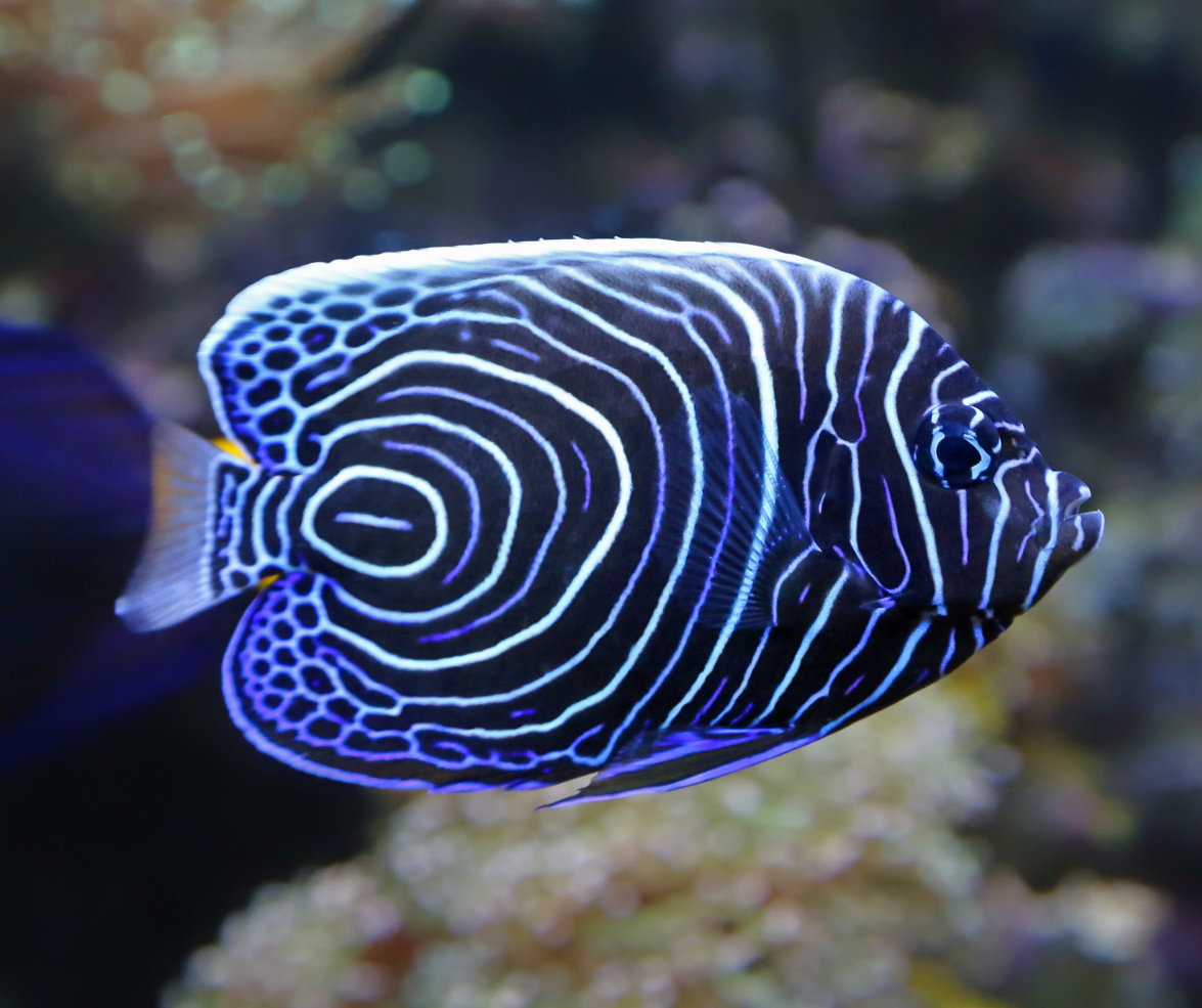 seaquarium-3-351556