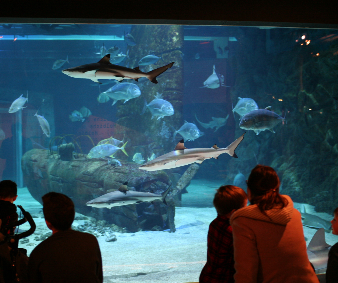 seaquarium-6-351561