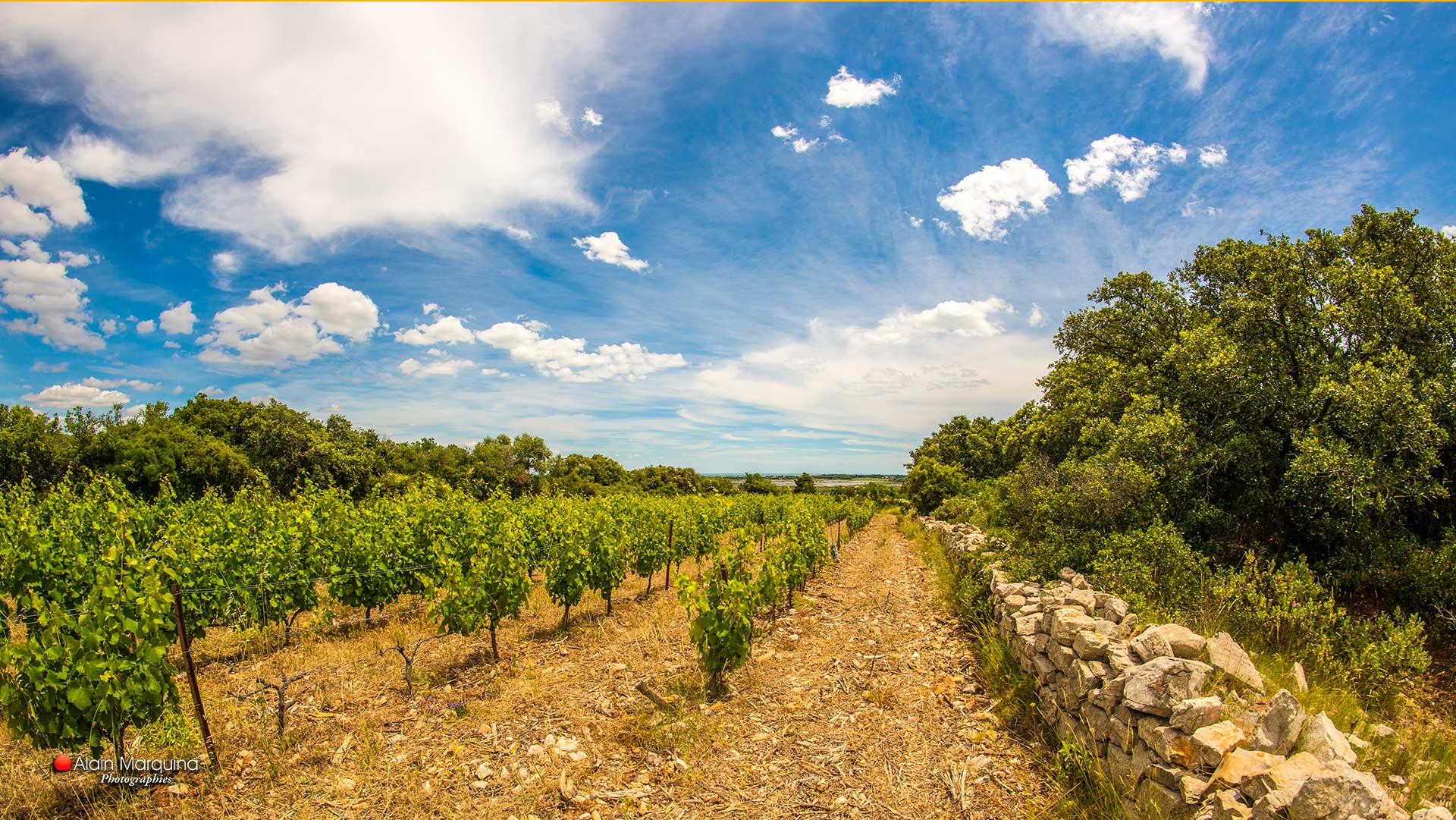 vignoble-mourvedre-vins-bio-languedoc-occitanie-photo-alain-marquina