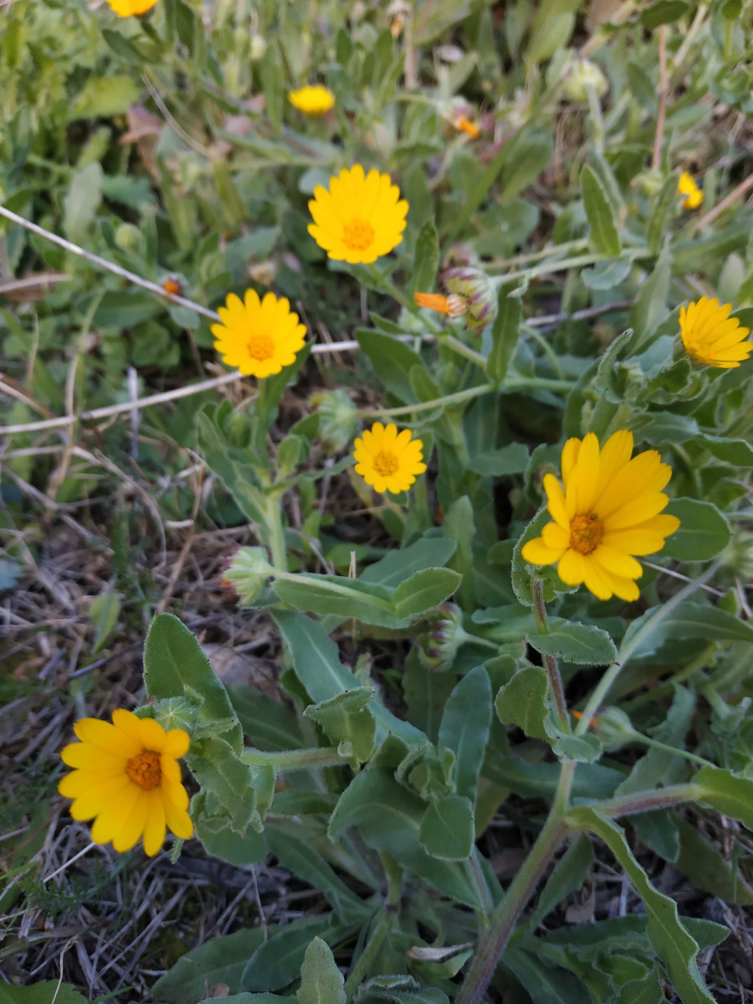 BALADE BOTANIQUE DANS LA GARRIGUE LOUPIANAISE
