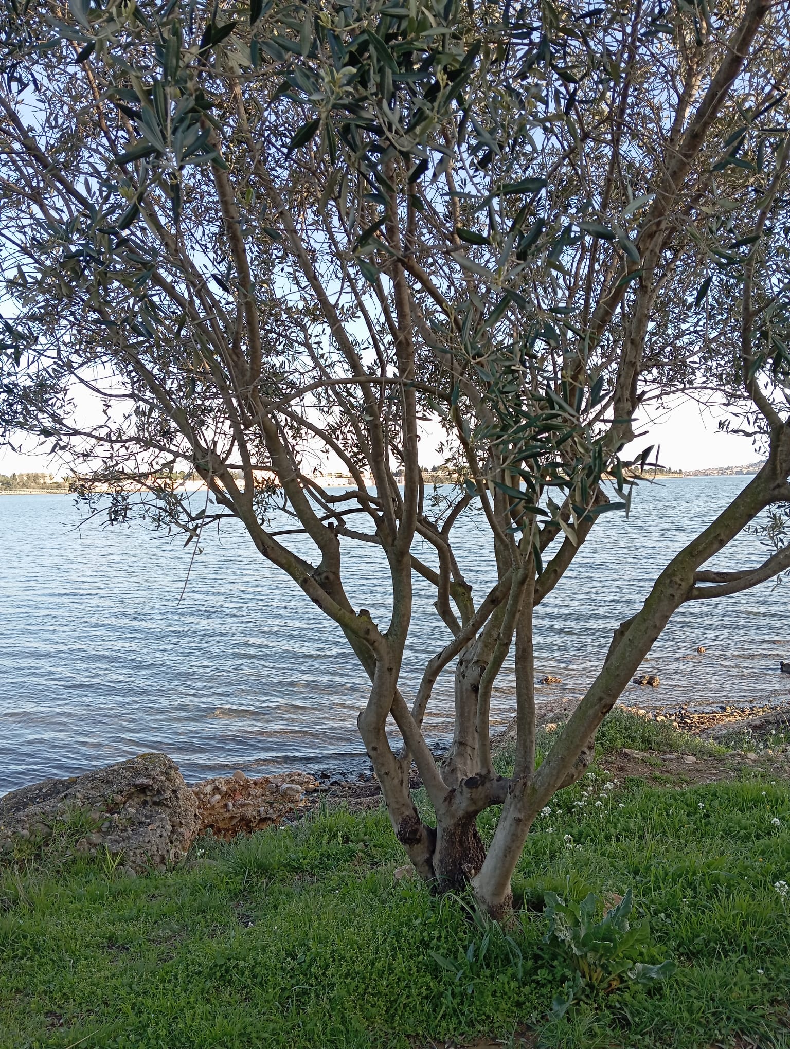 BALADE BOTANIQUE SUR LE LITTORAL DE BOUZIGUES