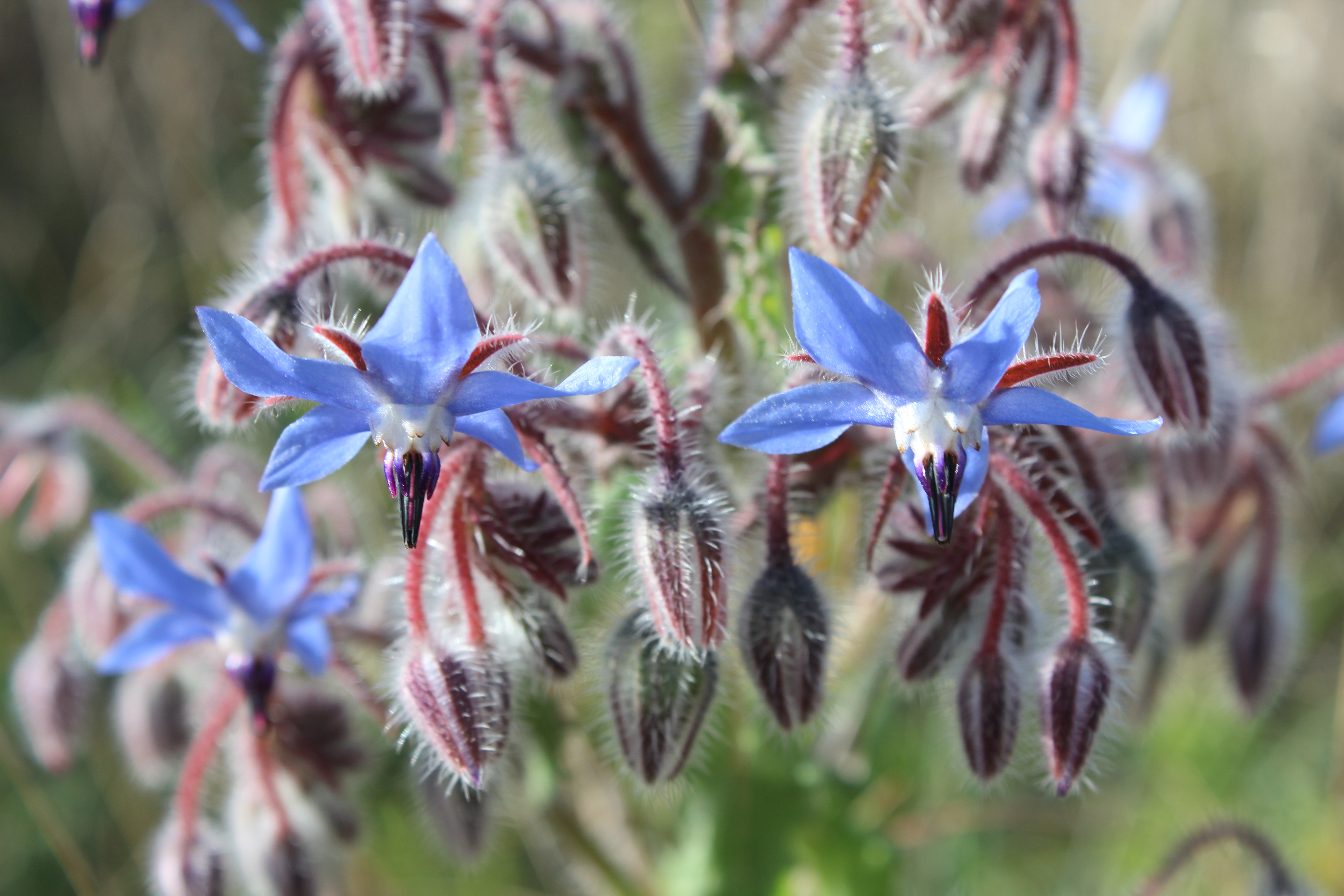 BALADE NATURE : DE LA PLANTE À L'ASSIETTE