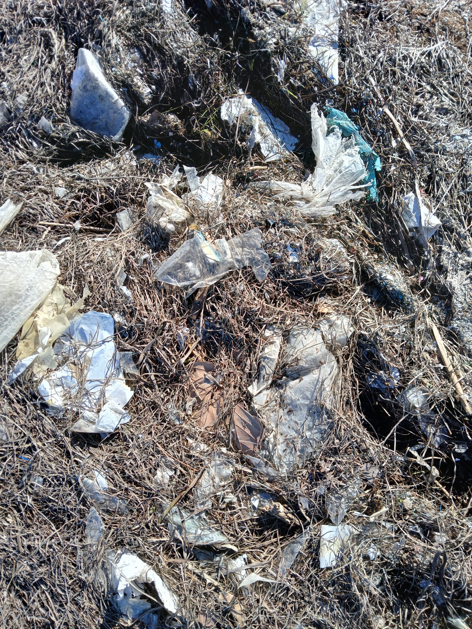 BALADE - RAMASSAGE SUR LES BERGES DE L'ÉTANG DE THAU