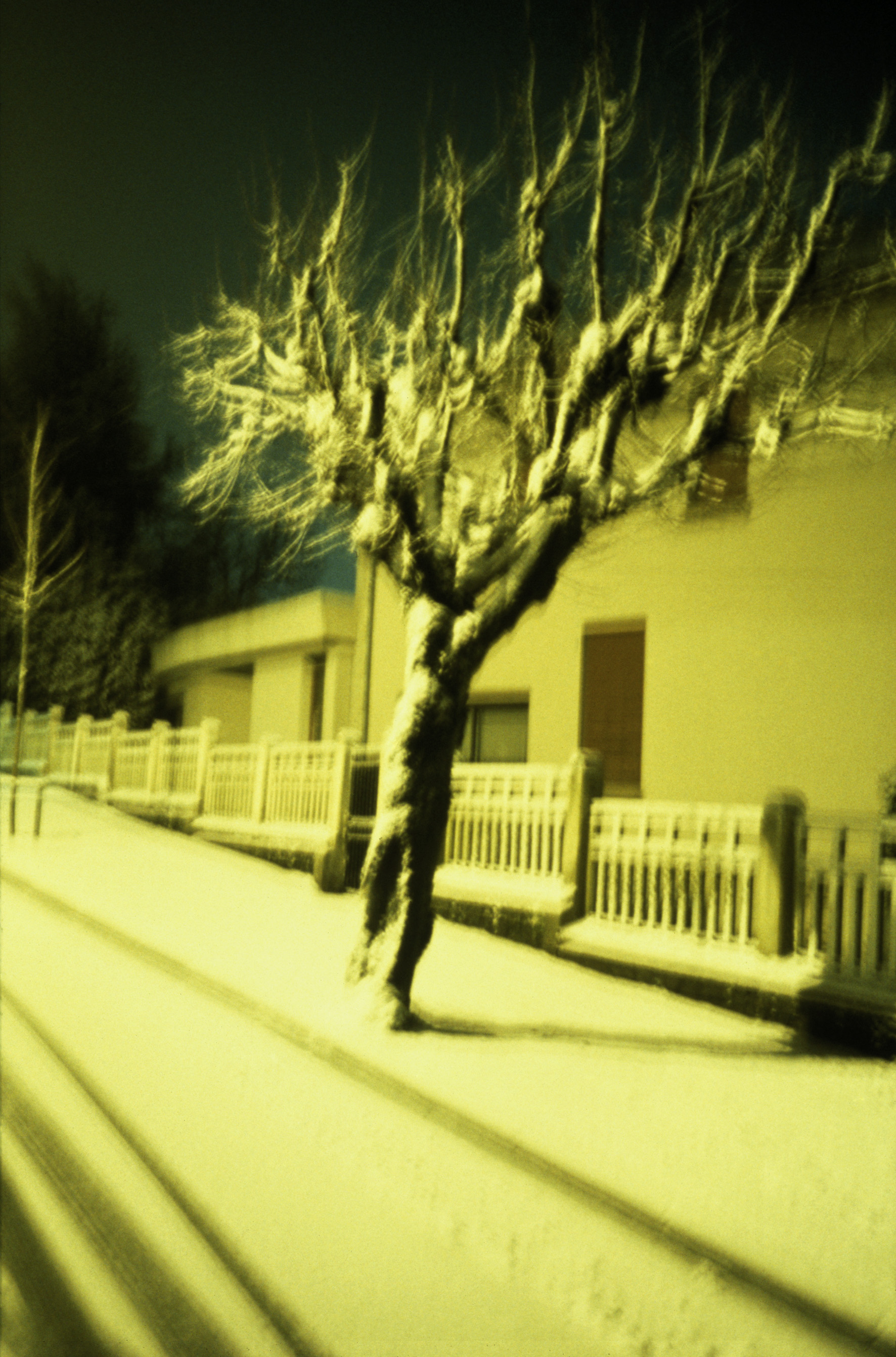 dolores-marat-l-arbre-qui-marche-if-2026-19271730