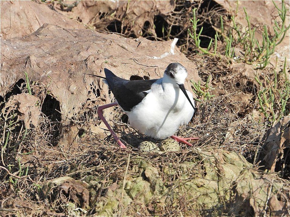 Espèce protégée dans la réserve du Bagnas - © OT Marseillan