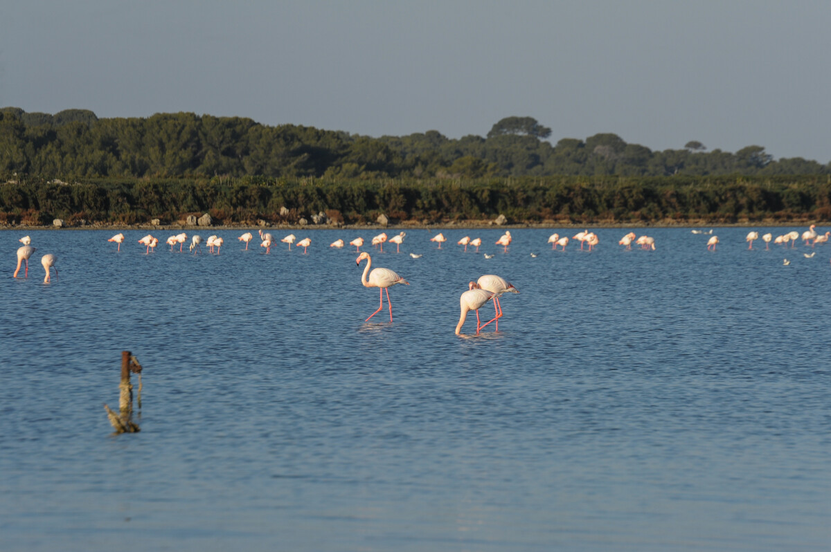 flamants-roses-m-ricard-ot-thau-21772-1200px-10094641