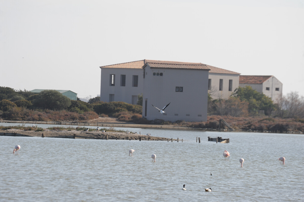 flamants-roses-m-ricard-ot-thau-21815-1200px-10094642