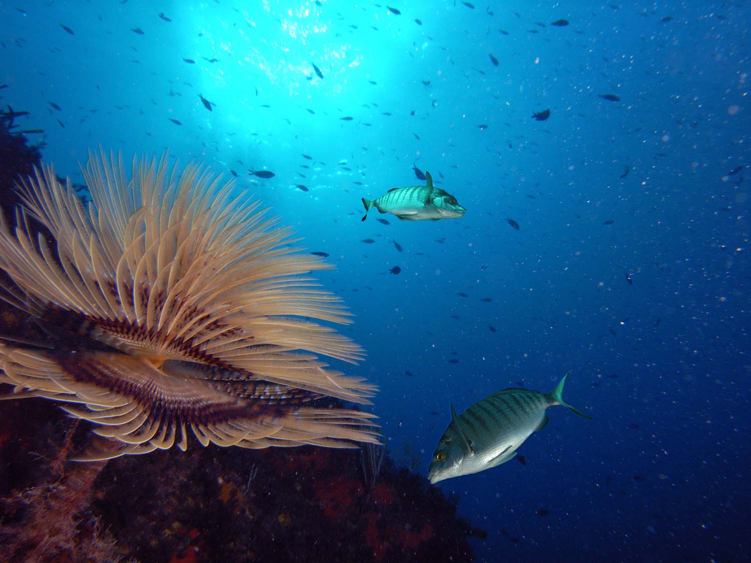 Fonds marins de l'archipel de Thau