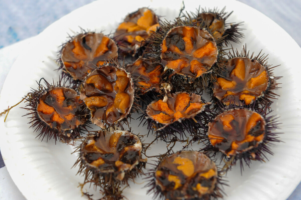  L'OURSINADE DE THAU 2026