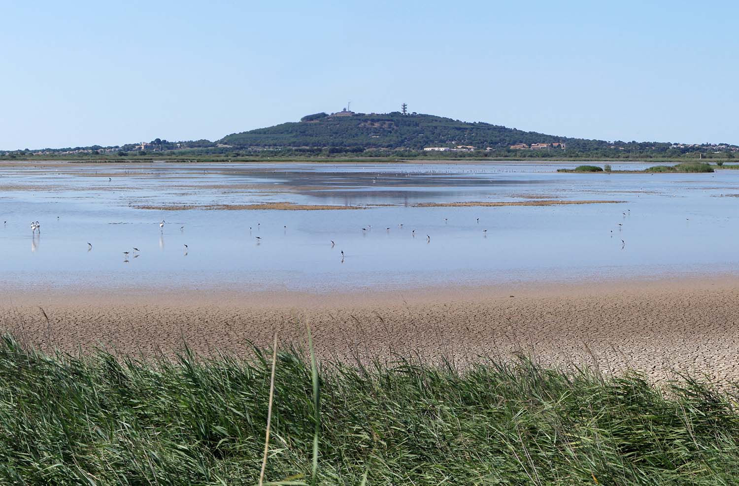 La réserve du Bagnas - © OT Marseillan